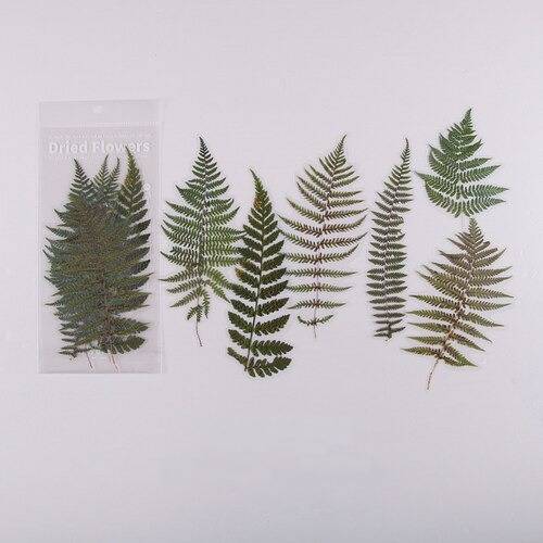 journaling dried ferns